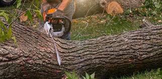 How Our Tree Care Process Works  in  Anamosa, IA