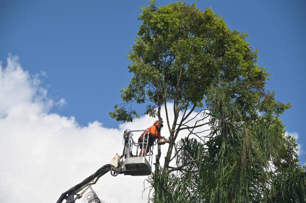 Professional Tree Removal Services in Anamosa, IA